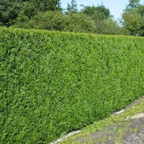 Thuja plicata 'Atrovirens'